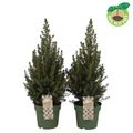 Picea glauca 'Conica'