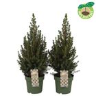 Picea glauca 'Коника'