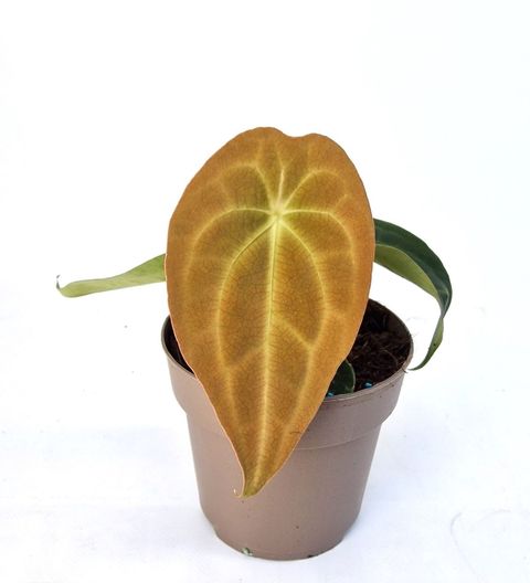 Anthurium RED FENIX