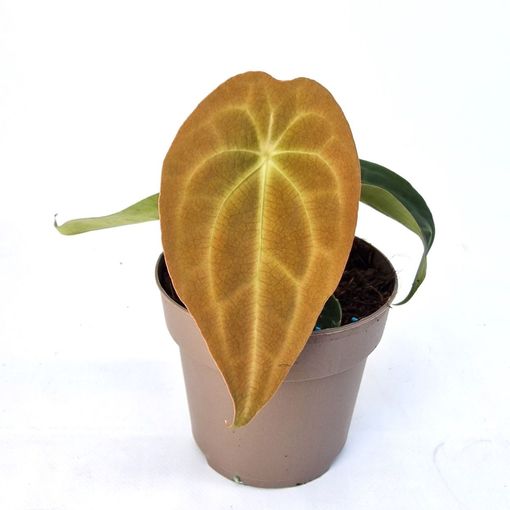 Anthurium RED FENIX