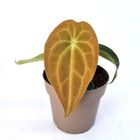 Anthurium RED FENIX