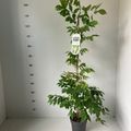 Wisteria sinensis 'Alba'