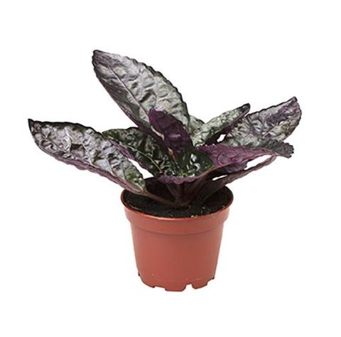 Hemigraphis colorata