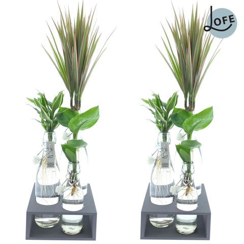 Arrangement Houseplants