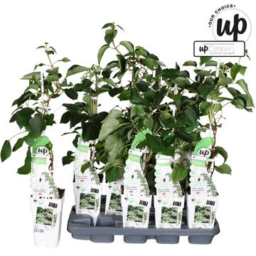 Schizophragma hydrangeoides SNOW SENSATION