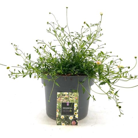 Erigeron karvinskianus