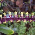 Bulbophyllum falcatum