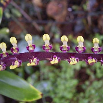 Bulbophyllum falcatum