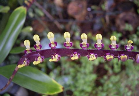 Bulbophyllum falcatum
