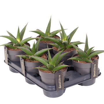 Sansevieria 'Comet Mini Amazon No. 2'