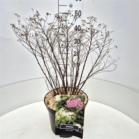 Spiraea japonica 'Genpei'