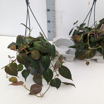 Philodendron scandens micans