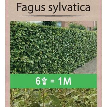 Fagus sylvatica