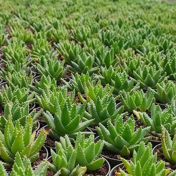 Aloe brevifolia