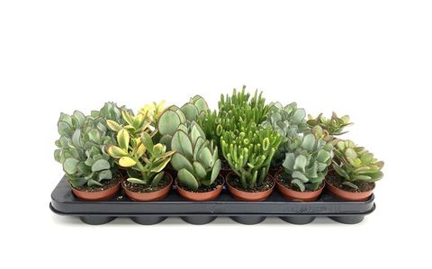 Crassula MIX