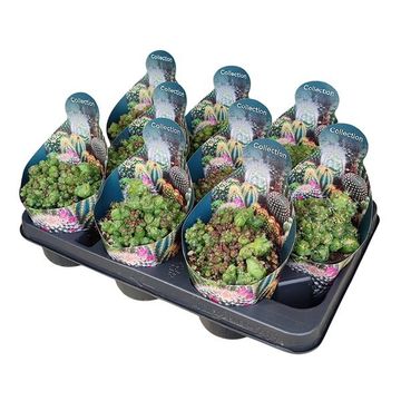 Mammillaria bocasana 'Fred' monstruosa cristata