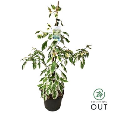 Cornus controversa 'Variegata'