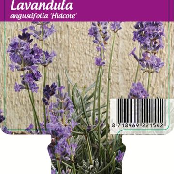 Lavandula angustifolia 'Hidcote'
