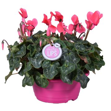 Cyclamen persicum SUPER SERIE S ALLURE MIX