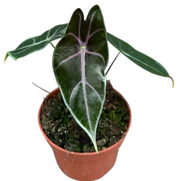 Alocasia suhirmaniana