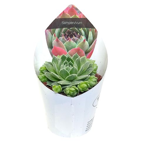 Sempervivum 'Mystic'