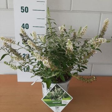 Buddleja WHITE CHIP