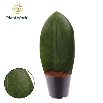 Sansevieria masoniana 'Whale Fin'