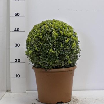 Buxus sempervirens