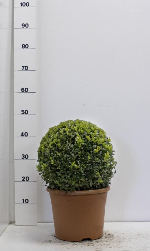 Buxus sempervirens