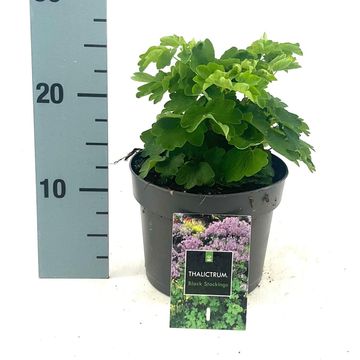 Thalictrum 'Black Stockings'