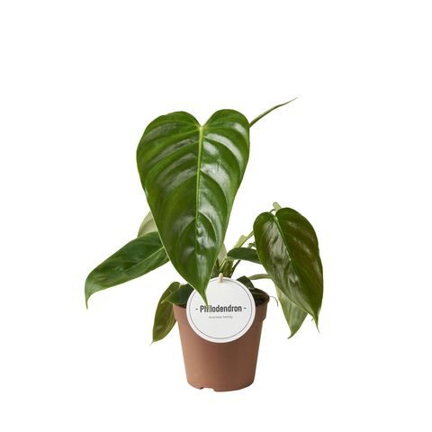 Filodendro esmeraldense