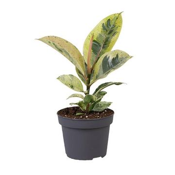 Ficus elastica 'Shivereana Moonshine'