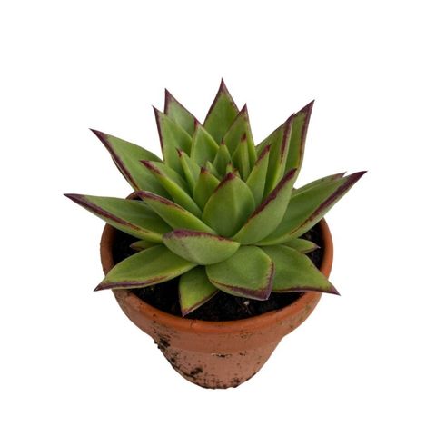 Echeveria agavoides 'Ebony'