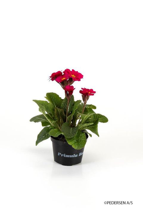 Primula 'Stella Rose'