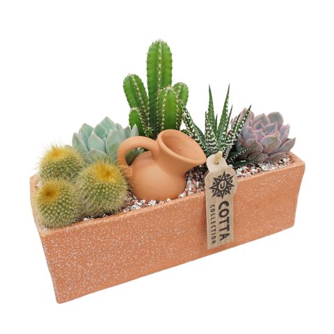 Arrangement Cactus / Succulent
