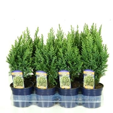 Chamaecyparis lawsoniana 'Snow White'