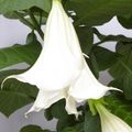 Brugmansia BUSH WHITE