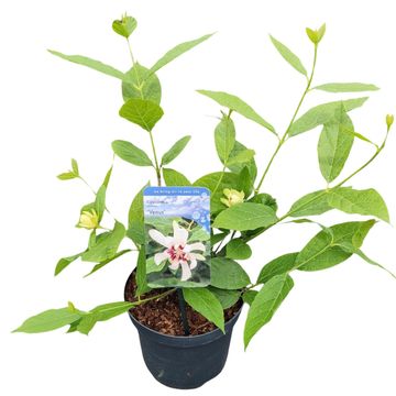 Calycanthus 'Venus'