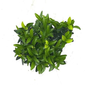 Euonymus japonicus 'Green Spire'