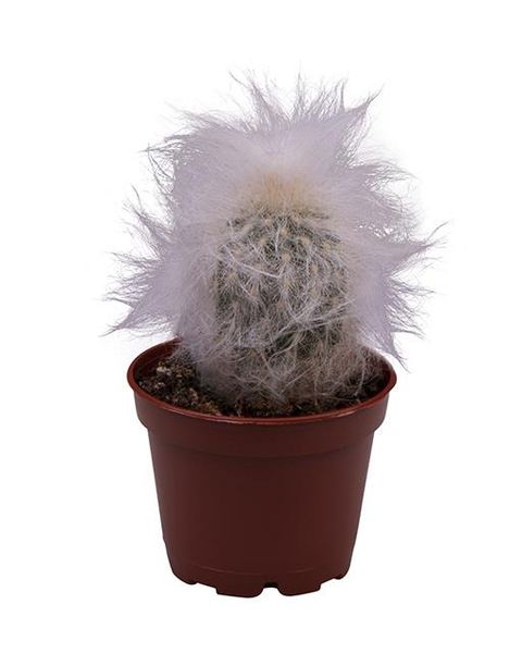 Oreocereus celsianus