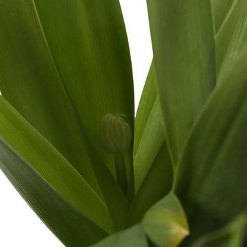 Ornithogalum saundersiae