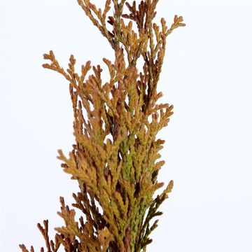 Thuja occidentalis GOLDEN SMARAGD