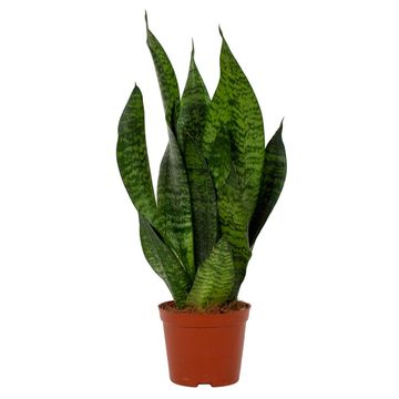 Sansevieria zeylanica