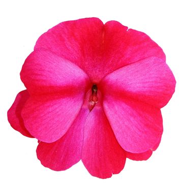 Impatiens COLORPOWER PURPLE FLAME