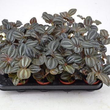 Pilea 'Norfolk'