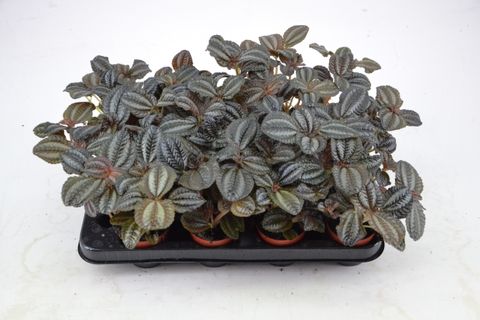 Pilea 'Norfolk'