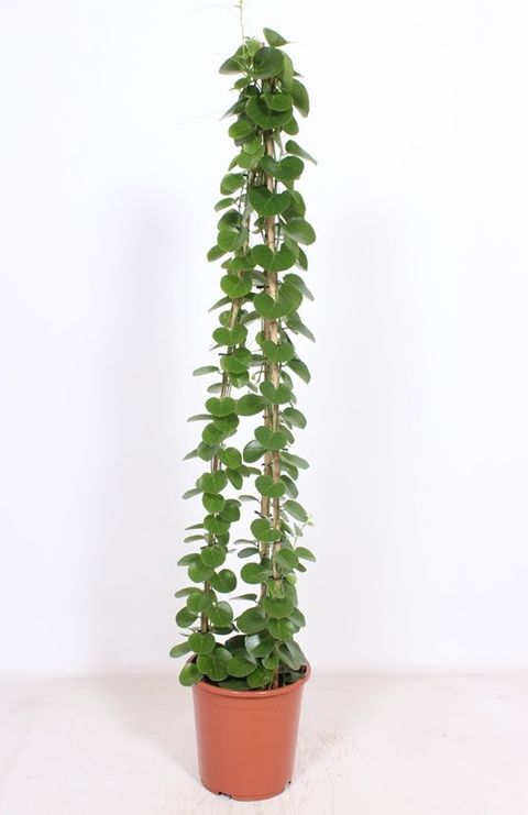 Cissus rotundifolia