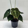 Anthurium clarinervium