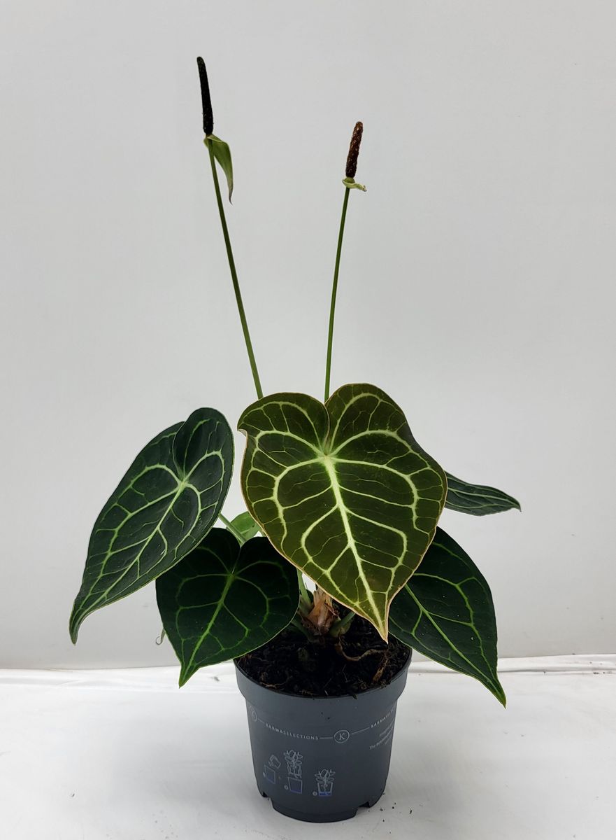 Anthurium clarinervium  Plant Wholesale FlorAccess