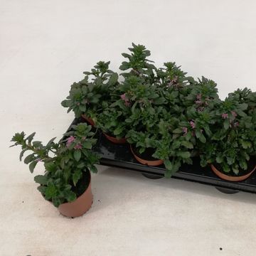 Scaevola SURDIVA PINK BLUE